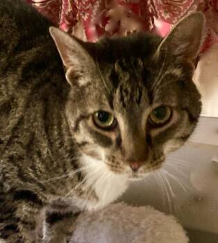 Domestic Short Hair Cats Available for Adoption in Durham, Connecticut - Mittens - Super Sweet And Extremely Friendly! | PetCurious