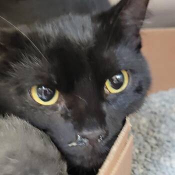 Maple -  Domestic Short Hair Cat for Adoption in Milan, Illinois - Maple | PetCurious