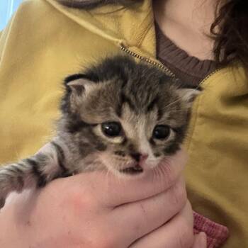 Aquarius -  Domestic Long Hair Cat for Adoption in Durango, Colorado - Aquarius | PetCurious