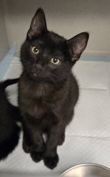 Indigo -  Domestic Short Hair Cat for Adoption in Viroqua, Wisconsin - Indigo | PetCurious