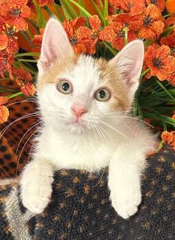 6/30/26 July -  Domestic Short Hair Cat for Adoption in Stillwater, Oklahoma - 6/30/26 July | PetCurious