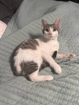 Tabby and Domestic Short Hair Cats Available for Adoption - Clark | PetCurious