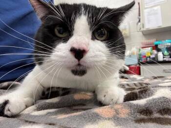 Domestic Short Hair Cats Available for Adoption in Peoria, Illinois - BRANCH | PetCurious