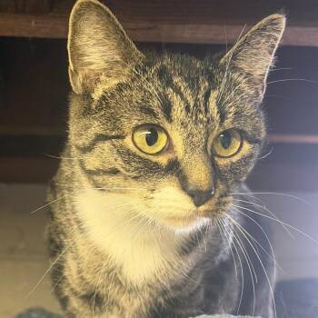 Domestic Short Hair Cats Available for Adoption - Sweet Caroline | PetCurious