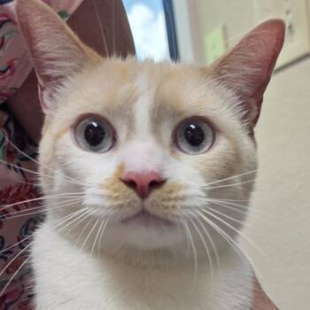 American Shorthair Cats Available for Adoption in Lake Panasoffkee, Florida - Boo | PetCurious