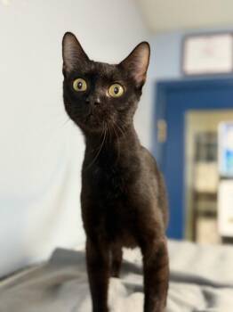 Pineapple -  Domestic Short Hair Cat for Adoption in Lovingston, Virginia - Pineapple | PetCurious