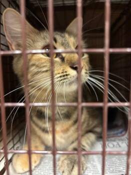 Ivy -  Domestic Short Hair Cat for Adoption in Austin, Texas - Ivy | PetCurious