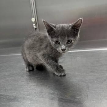 Grunon -  Domestic Short Hair Cat for Adoption in Normal, Illinois - Grunon | PetCurious