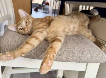 Rescue Domestic Short Hair Cats for Adoption in Chandler, Arizona - Stanley Fuococat | PetCurious
