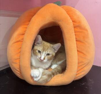 Rusty -  Domestic Short Hair Cat for Adoption in Whittier, California - Rusty | PetCurious
