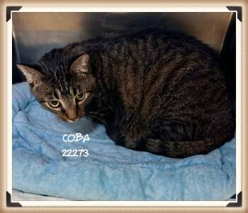 COBA -  Domestic Short Hair Cat for Adoption in Marietta, Georgia - COBA | PetCurious