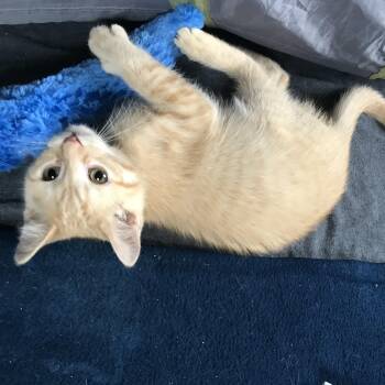 American Shorthair Cats Available for Adoption in Hull, Massachusetts - Cappuccino | PetCurious