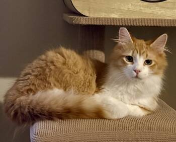 O.B. (with Ciri) -  Domestic Medium Hair Cat Available for Adoption in Silverton, Oregon - O.B. (with Ciri) | PetCurious