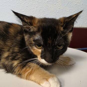 Moon -  Domestic Short Hair Cat for Adoption in Desert Hot Springs, California - Moon | PetCurious