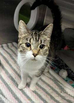 Domestic Short Hair Cats Available for Adoption in Allegan, Michigan - Sammie | PetCurious