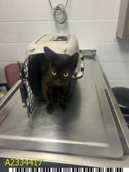 A2334417 -  Domestic Short Hair Cat Available for Adoption in West Palm Beach, Florida - A2334417 | PetCurious
