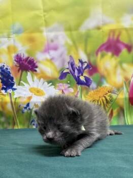 Domestic Short Hair Cats Available for Adoption in San Antonio, Texas - Mark | PetCurious