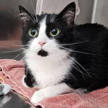 Shadow -  Domestic Short Hair Cat for Adoption in Schenectady, New York - Shadow | PetCurious