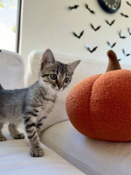 Rescue Domestic Short Hair Cats for Adoption in Austin, Texas - Matcha (CL-A) | PetCurious