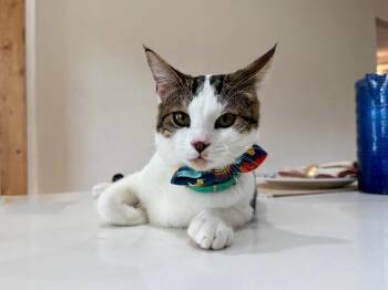 Timber Lumberton -  Tabby and Domestic Short Hair Cat for Adoption in Friendswood, Texas - Timber Lumberton | PetCurious