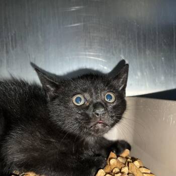 Domestic Short Hair Cats Available for Adoption in Galveston, Texas - Buddy | PetCurious