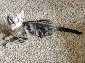 Rainier 2 -  Domestic Short Hair Cat for Adoption in Tucson, Arizona - Rainier 2 | PetCurious
