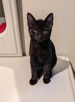 Raj -  Domestic Short Hair Cat for Adoption in Westfield, Wisconsin - Raj | PetCurious