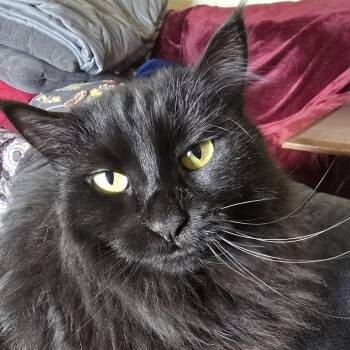 Lyrica -  Domestic Long Hair Cat for Adoption in Reno, Nevada - Lyrica | PetCurious