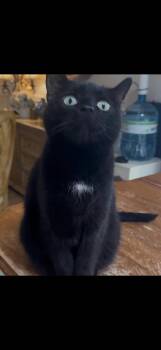 Domestic Short Hair Cats Available for Adoption in Toms River, New Jersey - Julia | PetCurious