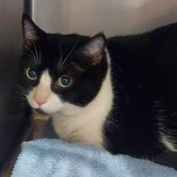 Kitters -  Domestic Short Hair Cat Available for Adoption in Lake Havasu City, Arizona - Kitters | PetCurious