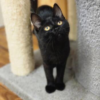 Honeybear -  Domestic Medium Hair Cat for Adoption in Denison, Texas - Honeybear | PetCurious