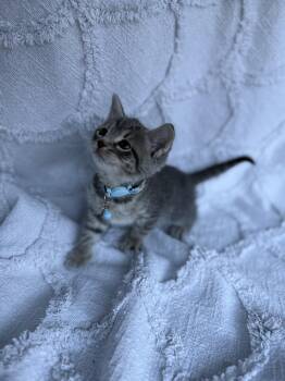 Bluey -  Domestic Short Hair Cat for Adoption in Fredericksburg, Virginia - Bluey | PetCurious