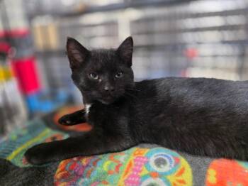 Rescue Domestic Short Hair Cats for Adoption in Minot, North Dakota - Chai | PetCurious