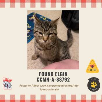Rescue Domestic Short Hair Cats for Adoption in Rochester, Minnesota - Teddy | PetCurious