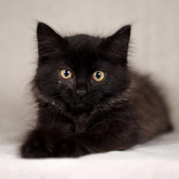 Raven -  Domestic Medium Hair Cat for Adoption in Sunnyvale, California - Raven | PetCurious