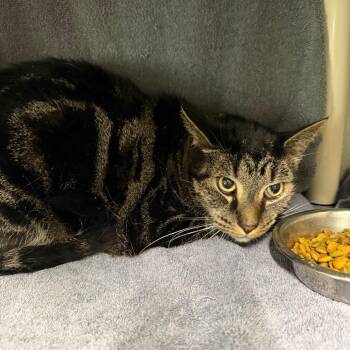 Domestic Short Hair Cats Available for Adoption - Taz | PetCurious