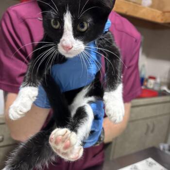 Dot -  Domestic Short Hair Cat for Adoption in Milton, Florida - Dot | PetCurious