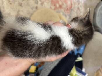Emma -  Domestic Short Hair Cat for Adoption in Randolph, Alabama - Emma | PetCurious