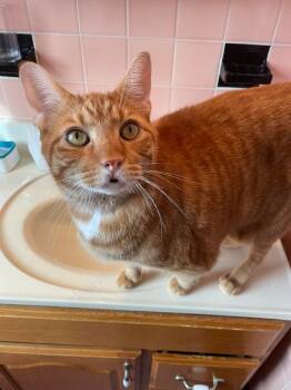 Rescue Domestic Short Hair Cats for Adoption in Hyde Park, New York - Weaver | PetCurious