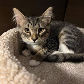 Pearl -  Domestic Medium Hair Cat for Adoption in Buffalo, New York - Pearl | PetCurious