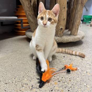 Arthur -  Domestic Medium Hair Cat for Adoption in Hanover Park, Illinois - Arthur | PetCurious