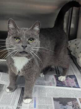 Jo -  Domestic Short Hair Cat for Adoption in Evansville, Indiana - Jo | PetCurious