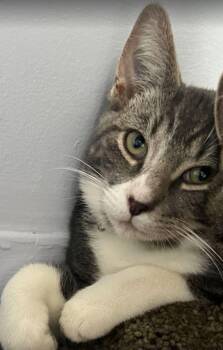 Onix -  Domestic Short Hair Cat for Adoption in Toronto, Ontario - Onix | PetCurious