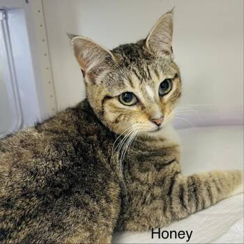Domestic Short Hair Cats Available for Adoption - Honey | PetCurious