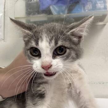 Moonie -  Domestic Short Hair Cat Available for Adoption in Charleston, West Virginia - Moonie | PetCurious