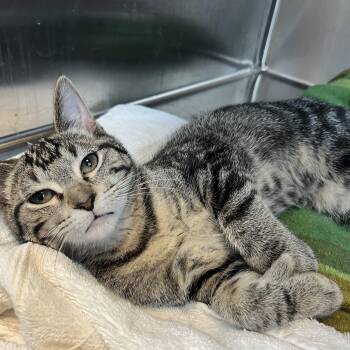 Deinonychus -  Domestic Short Hair Cat for Adoption in Brookings, South Dakota - Deinonychus | PetCurious