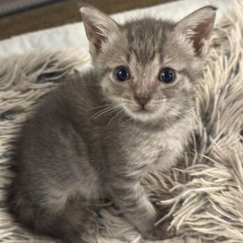 Lyra -  Domestic Short Hair Cat for Adoption in Roswell, Georgia - Lyra | PetCurious