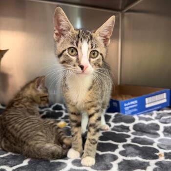 Tiffany -  Domestic Short Hair Cat for Adoption in Newark, New Jersey - Tiffany | PetCurious