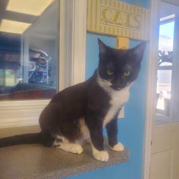 Domestic Short Hair Cats Available for Adoption in Polson, Montana - Gordon | PetCurious