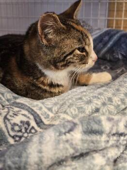 Slippers -  Domestic Short Hair Cat for Adoption in Vancouver, Washington - Slippers | PetCurious
